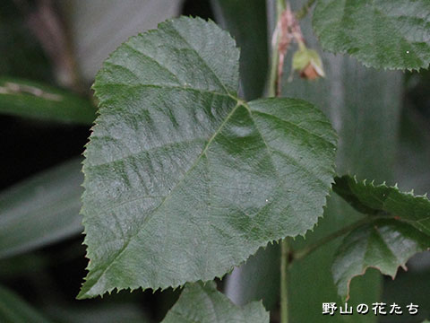 ミヤマフユイチゴ－葉