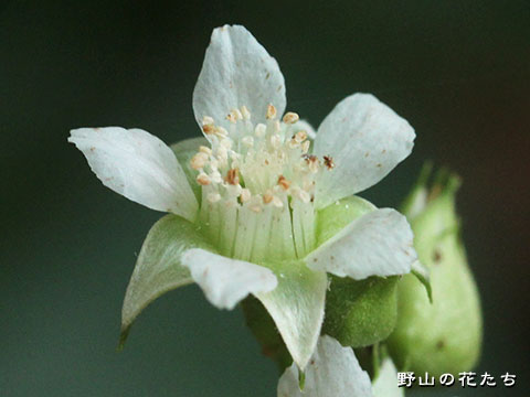 ミヤマフユイチゴ－花２