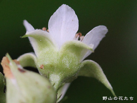 ミヤマフユイチゴ－花３