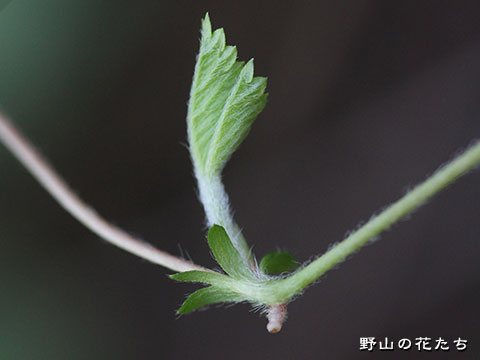 ヤブヘビイチゴ－匍匐枝２