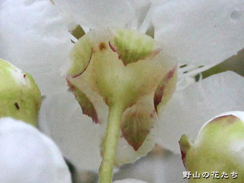 ホザキナナカマド－花２