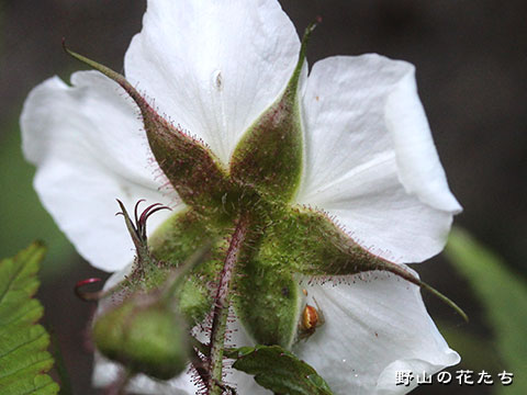 オオバライチゴ－花２
