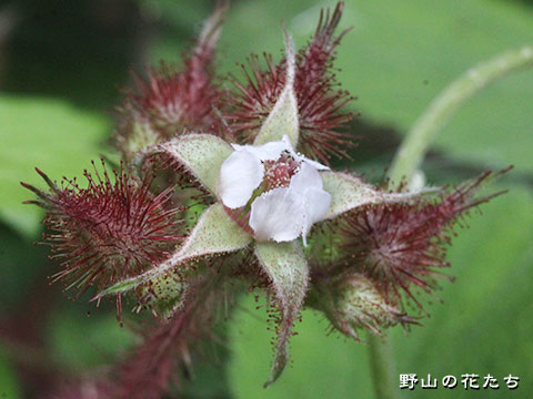 エビガライチゴ－花