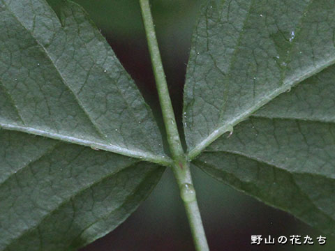 サナギイチゴ－葉２