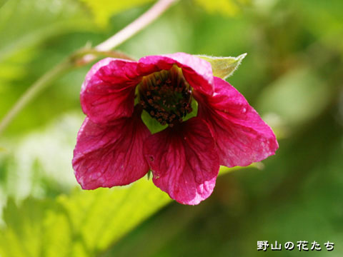 ベニバナイチゴ－花