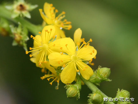 キンミズヒキ－花・萼