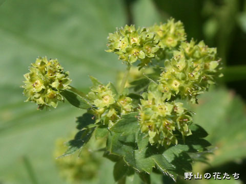 ハミゴロモグサ－花
