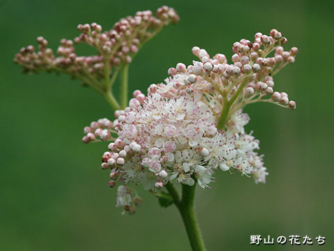 オニシモツケ－花
