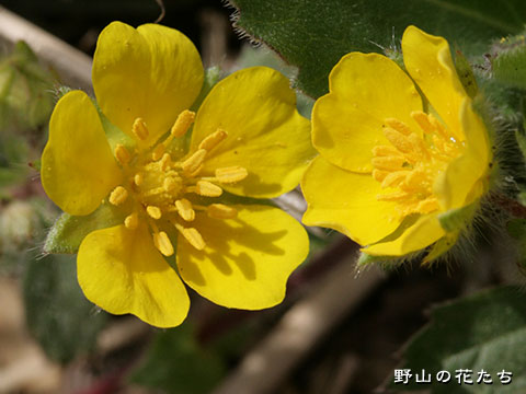 キジムシロ－花