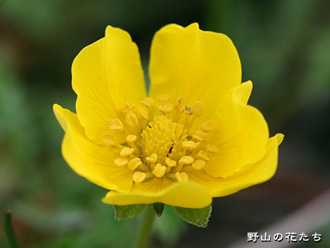 エゾツルキンバイ－花