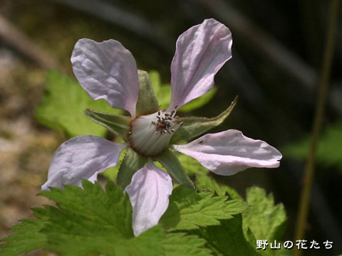 サナギイチゴ－花