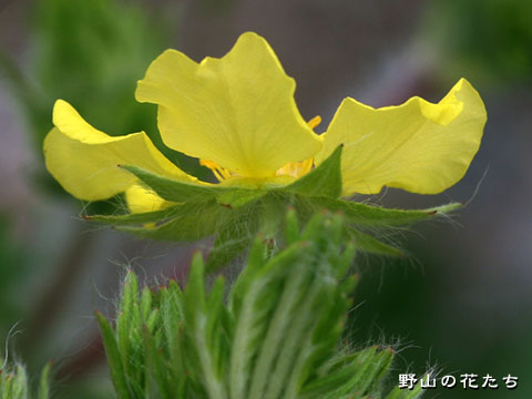 カワラサイコ－花３