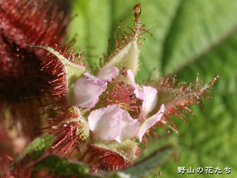 エビガライチゴ－花２