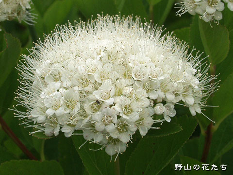 マルバシモツケ－花