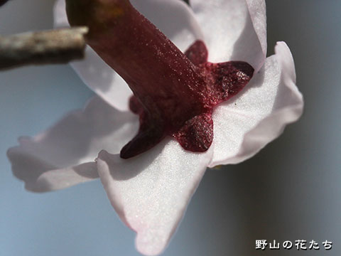 ブコウマメザクラ－花５