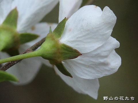 ユキヤナギ－花３