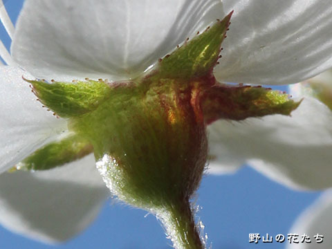 ミヤマザクラ－花３