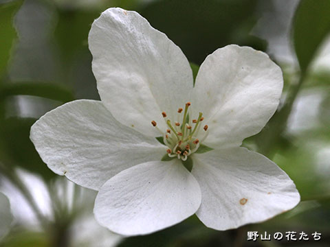 エゾノコリンゴ－花
