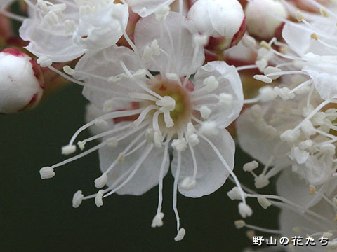 ホザキナナカマド－花