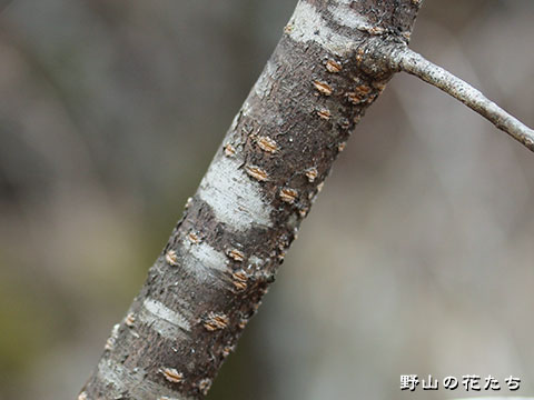 ブコウマメザクラ-樹皮