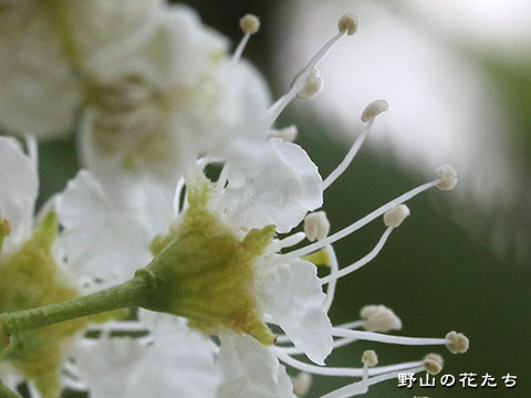 ウワミズザクラ－花４