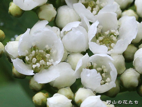 ナンキンナナカマドモドキ－花