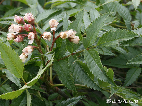 タカネナナカマド－花・葉