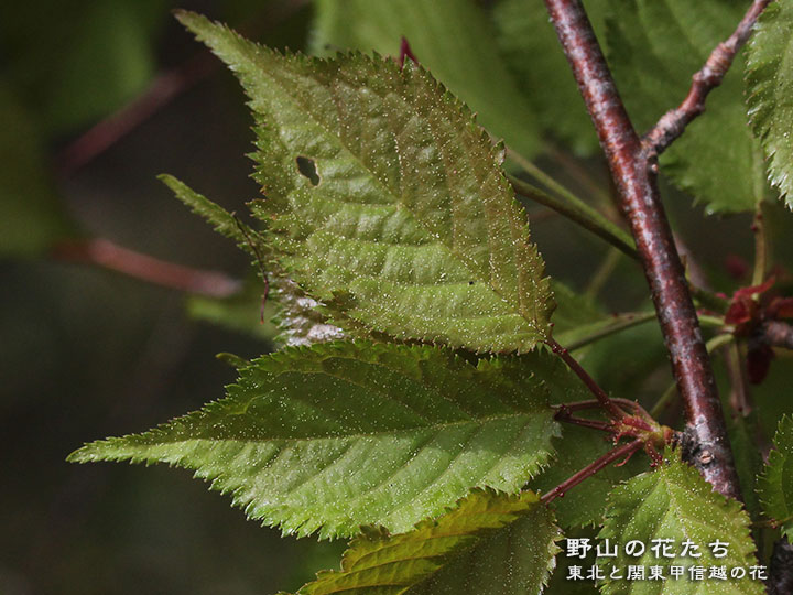 タカネザクラ