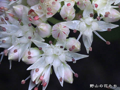 ツガルミセバヤ－花２