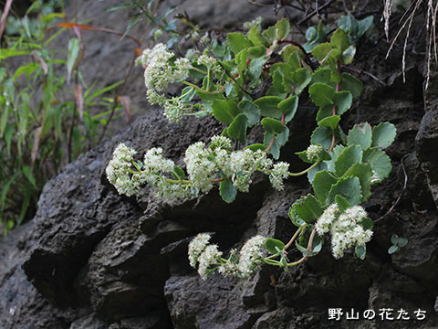 ツガルミセバヤ 野山の花たち 東北と関東甲信越の花