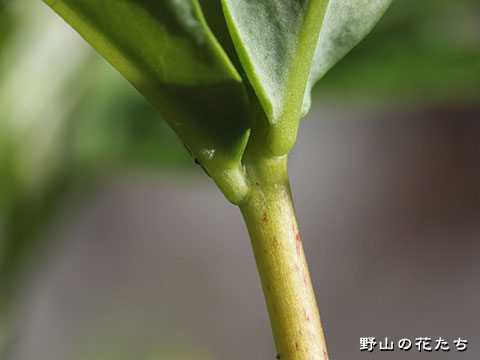 コモチミツバベンケイソウ－茎