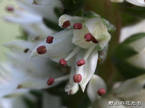 ツメレンゲ－花２