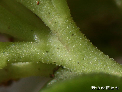 オオチチッパベンケイ－茎