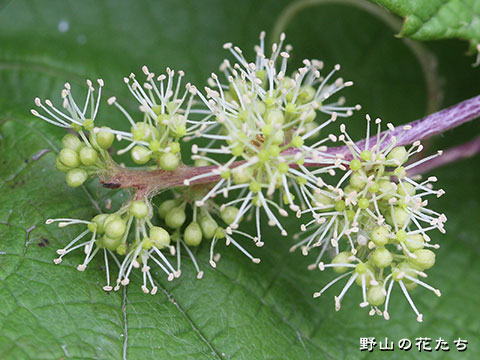 エビヅル－花