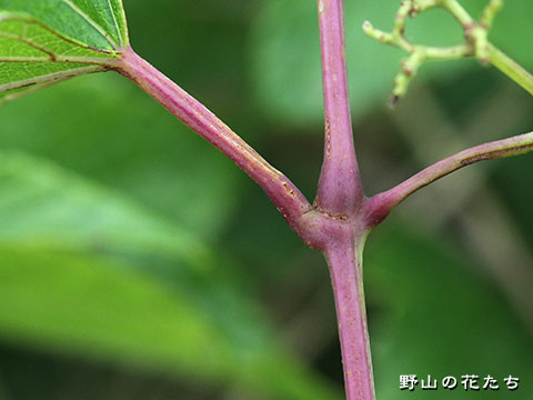 テリハノブドウ－茎