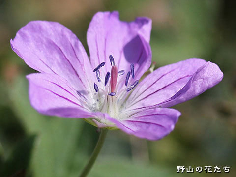 ハマフウロ－花