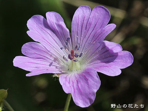 オガフウロ－花