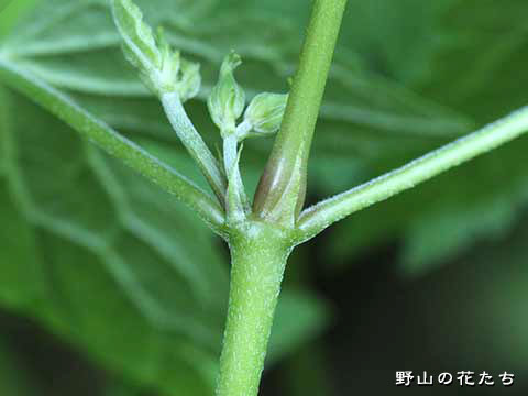 ミツバフウロ－茎