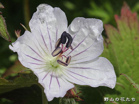 チシマフウロ－花