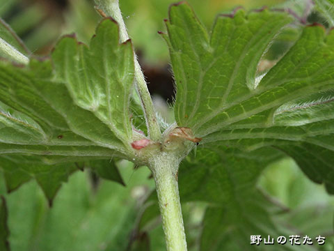 チシマフウロ－茎