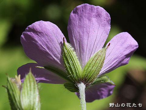 ハクサンフウロ－花・萼