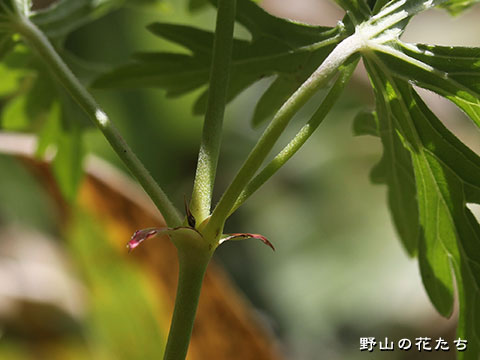 アサマフウロ－茎