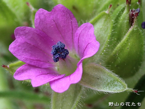 オトメフウロ－花