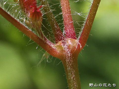 ヒメフウロ－茎