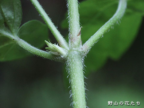 タカオフウロ－茎