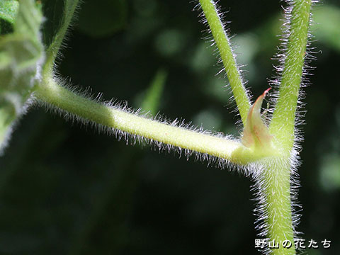 タカネグンバイフウロ－茎