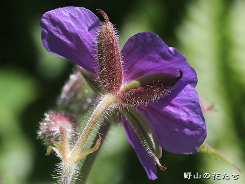 タカネグンナイフウロ－花３
