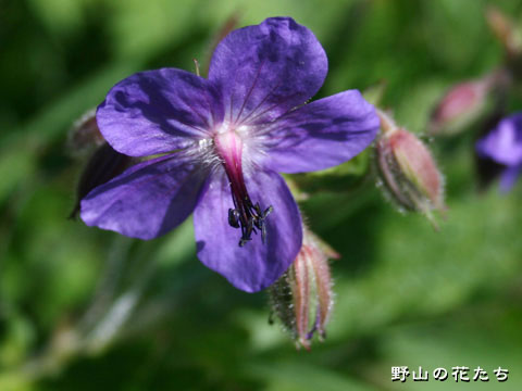 タカネグンナイフウロ－花２