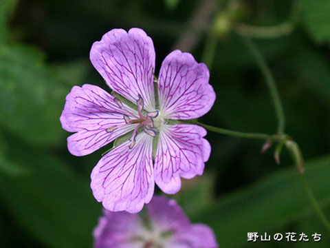 カイフウロ－花