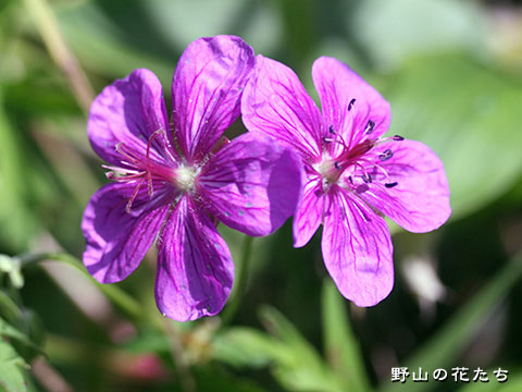 アサマフウロ－花